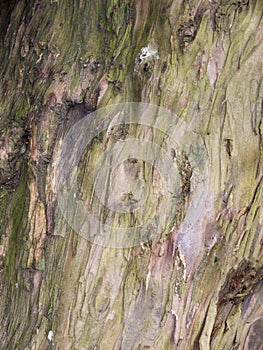 Knarled tree at St MaryÃ¢â¬â¢s Parish Church and Schoolhouse in Nether Alderley Cheshire. photo